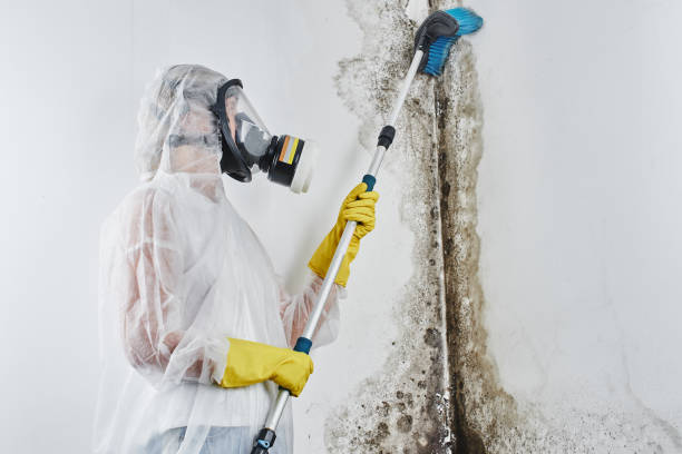 Hillsboro, OH Mold Remediation Company