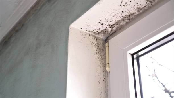 Best White Mold Remediation in Hillsboro, OH