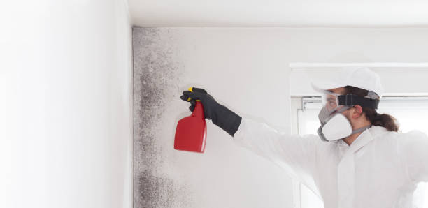 Best Attic Mold Remediation in Hillsboro, OH