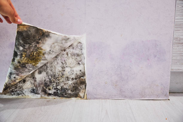  Hillsboro, OH Mold Removal Pros